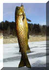 BrownTrout.jpg (271910 bytes)