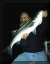 Striper1a.jpg (91263 bytes)