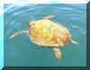 Turtle_a.jpg (23276 bytes)